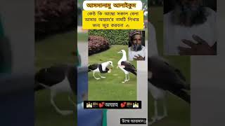 আল্লাহ আল্লাহ জিকির পাখি new duetking comedyfilms duetsong funny comedymovies unfrezzmyacco [upl. by Wil]