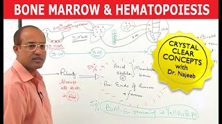 Bone Marrow and Hematopoiesis  Blood Cells Formation [upl. by Llertram]