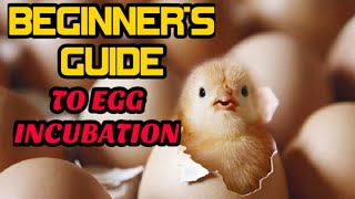 BEGINNERS GUIDE TO EGG INCUBATION  FREERANGE CHICKEN FARMING Proxy ko muna will do the vlogging [upl. by Annoeik416]