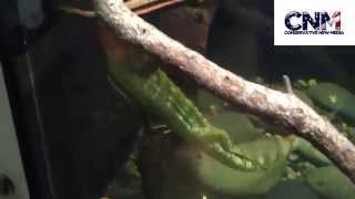 Caiman Lizard Swimming Around in HD [upl. by Frodi]