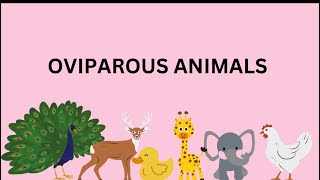 Oviparous Animals  Educational Video [upl. by Papert954]