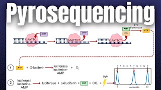 Pyrosequencing Revolutionizing DNA Sequencing  Complete Overview  Molecular Biology [upl. by Murial]