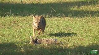 Jackal hunt  Yala National park [upl. by Neelyak]