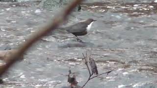 Dipper Polmont [upl. by Mattson]