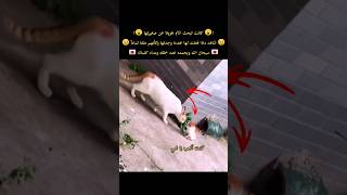 كانت القطة الام تبحث عن صغيرتها طويلآ شاهد ماذا فعلت حين وجدتها 💔😭 سبحان الله وبحمده عدد خلقه 💌 [upl. by Newmark757]