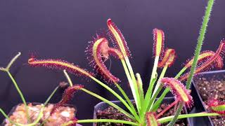 Drosera Capensis cape sundew timelapse feeding [upl. by Esilenna]