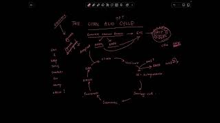 The Citric Acid Cycle for MCAT  Basic Overview [upl. by Aniratac]