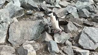 Penguin Jump Slow Motion [upl. by Aikin689]