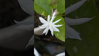 Star Jasmine are blooming😍❤️ flowers trending music song subscribe shorts share YouTube [upl. by Nyledam]