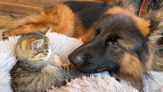 Kittens Refuse to Sleep Without Their Beloved German Shepherd [upl. by Spence]