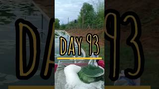 day 93 spirulinapowder spirulinafarming spirulinabusiness famingbusiness spirulina waterplant [upl. by Edris]