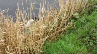 Gundog Training English Springer Spaniel hunting in water [upl. by Sande855]