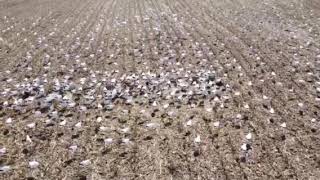 What a 3000 Windsock Decoy Spread Looks LikeSkyFly Decoys [upl. by Nevram]