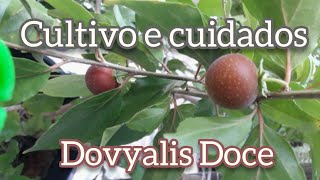 Cultivo e cuidadosDovyalis Doce [upl. by Notneiuq]