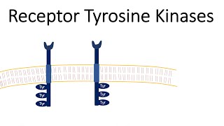 Receptor Tyrosine Kinases  RTK [upl. by Htyderem950]