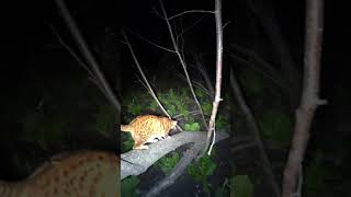 Pouncey the cat loves to take night rides on the ebike [upl. by Codee]