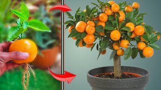 Best Way To Grow Orange Tree From Orange 100 Work [upl. by Jude]