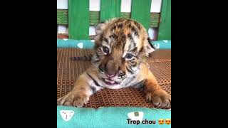 Un petit bébé tigre 🐅 [upl. by Linson203]