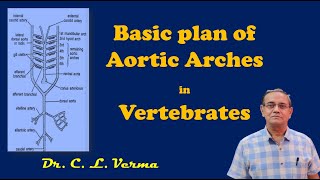 Basic plan of Aortic arches [upl. by Anirba]