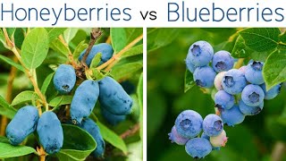 HONEYBERRIES vs BLUEBERRIES  Haskap Nutritional Profile  How To Grow  Taste [upl. by Fabi]