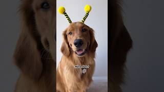 Golden retriever puppy Otis shows off his new bumblebee costume 🐝🍯 goldenretriever puppy bee [upl. by Oleg]