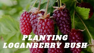 Planting Loganberry bush in a container [upl. by Stanly483]