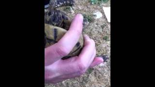 Injection tortue terrestre [upl. by Alael]