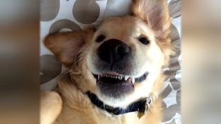 Puppy Adorably Gets Braces to Fix His Dental Problems [upl. by Assirialc]