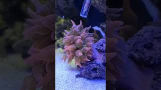 Beautiful Bubble Tip Anemone Eating Mysis Shrimp [upl. by Ilise]