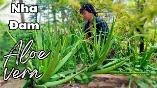 Herbs in Garden  Episode 4  ALOE VERA surprising uses in skin care and macrobiotic dishes [upl. by Loginov]