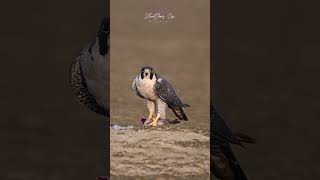 Peregrine falcon hunting birds wildlifephotoghraphy peregrinefalcon [upl. by Reinnej]