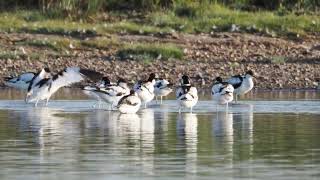 Avocets [upl. by Darcey]