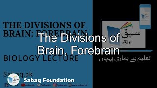 The Divisions of Brain Forebrain Biology Lecture  Sabaqpk [upl. by Viguerie805]