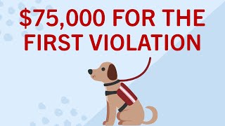 75000 The Shocking Cost of Breaking Service Dog Laws [upl. by Hutchison]