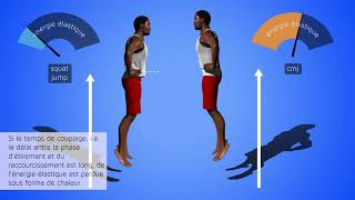 Modes de contraction musculaire Stockagerestitution dénergie de lensemble muscletendon [upl. by Doreg]