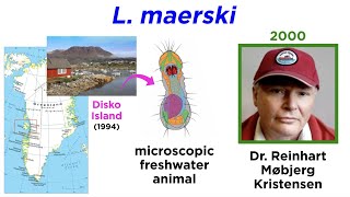 Phylum Micrognathozoa Tiniest Invertebrates on Earth [upl. by Auqenat385]