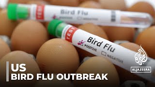 US bird flu outbreak Texas resident contracts virus from cattle [upl. by Cohbath]