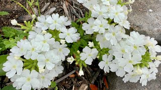 Natives in the garden Texas zone 9 Spring native plant sale haul [upl. by Cyndie]