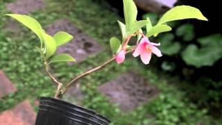 エゴノキK（売子の木 ミニ盆栽）Styrax japonica bonsai [upl. by Elag]