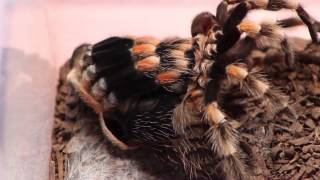 Time lapse tarantula molting B smithi watch in HD [upl. by Aciruam]