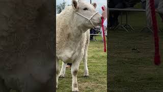 Breeding heifers at Ballina Show [upl. by Houlberg52]