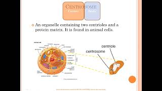 Centrosome vs centriole vs chromosome vs centromere [upl. by Efren745]