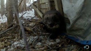 Cunning Wolverine  Yukon Men [upl. by Ogilvie505]