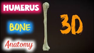 humerus anatomy  humerus anatomy upper extremity [upl. by Gnof]