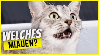 Die 8 extrem unterschiedlichen Gründe warum Katzen miauen [upl. by Willa]