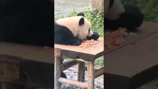 滿眼都是蘋果果🍎這熊熊可愛到犯規了吧☺️Panda eyes full of apples kawaii 可愛い パンダ 팬더 asmr funny panda cute zoo [upl. by Annaoj]