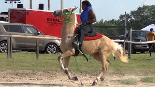 quotMajesticquot Palomino American Saddlebred on the Race Track at Texas Trail Ride [upl. by Imeaj]