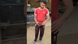 Murgi Sva Diti Trick Naal 🐓 PART2😳🔥 shorts tricks murgi chicken chicks petsvlog punjab [upl. by Airel293]