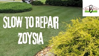 How Quickly Does Zoysia Repair [upl. by Filip892]