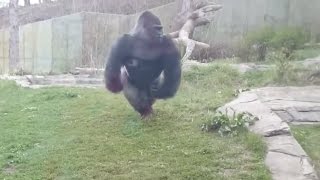 Gorilla charging at Zoo Barrier Breaking glass 2016 [upl. by Retsim989]